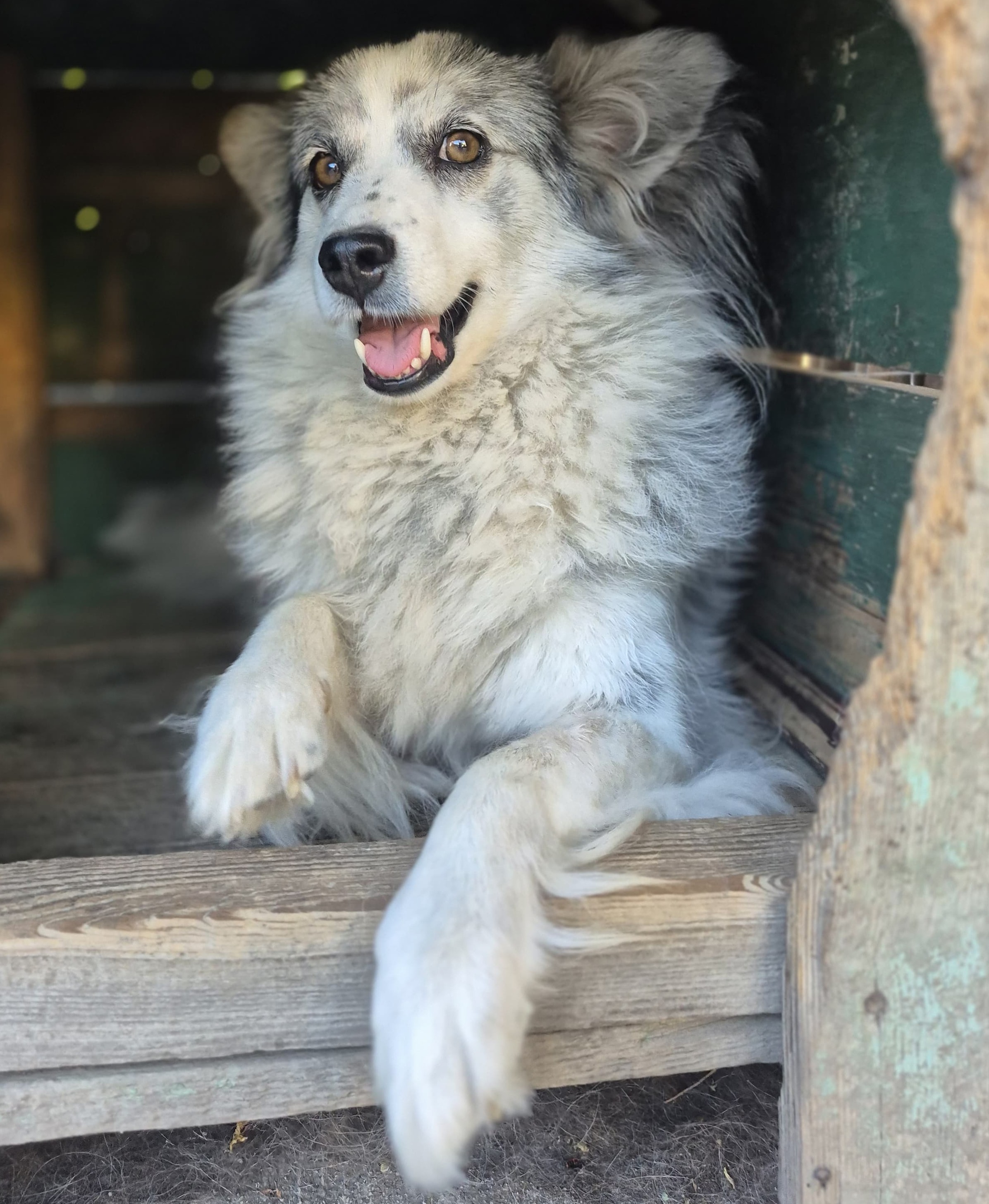 Mara