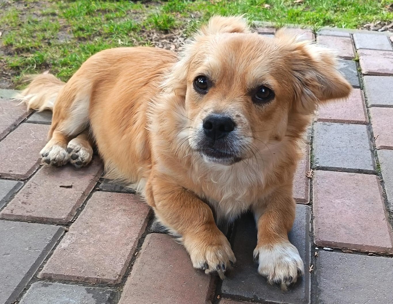 Teddy