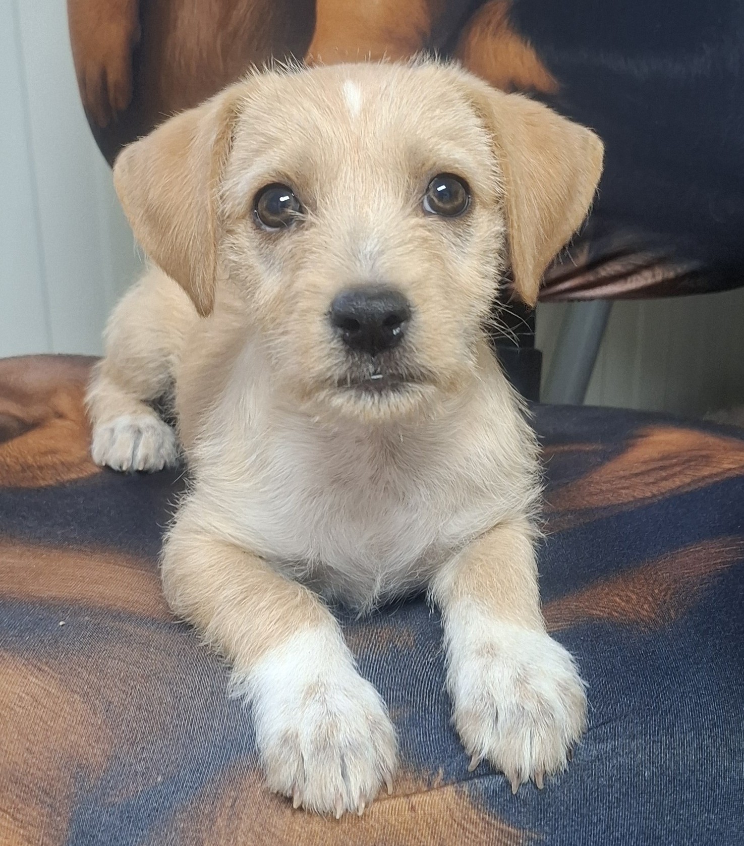 Freya
