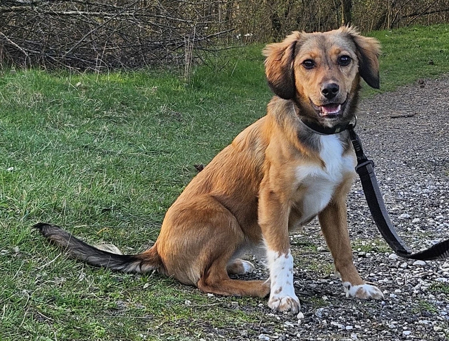 Hazel