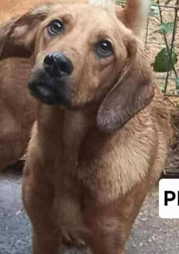 Pippo