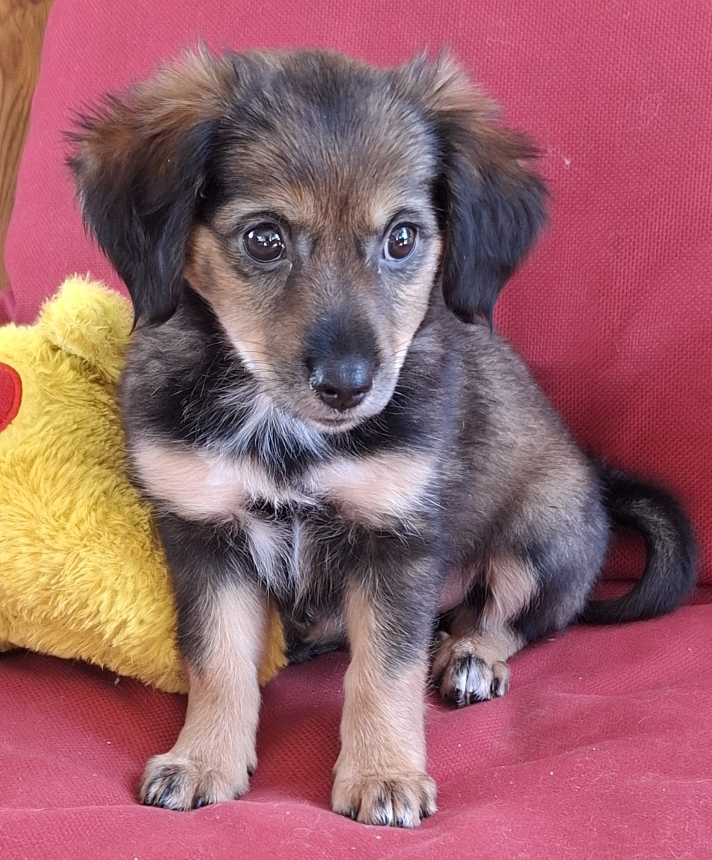 Mimi