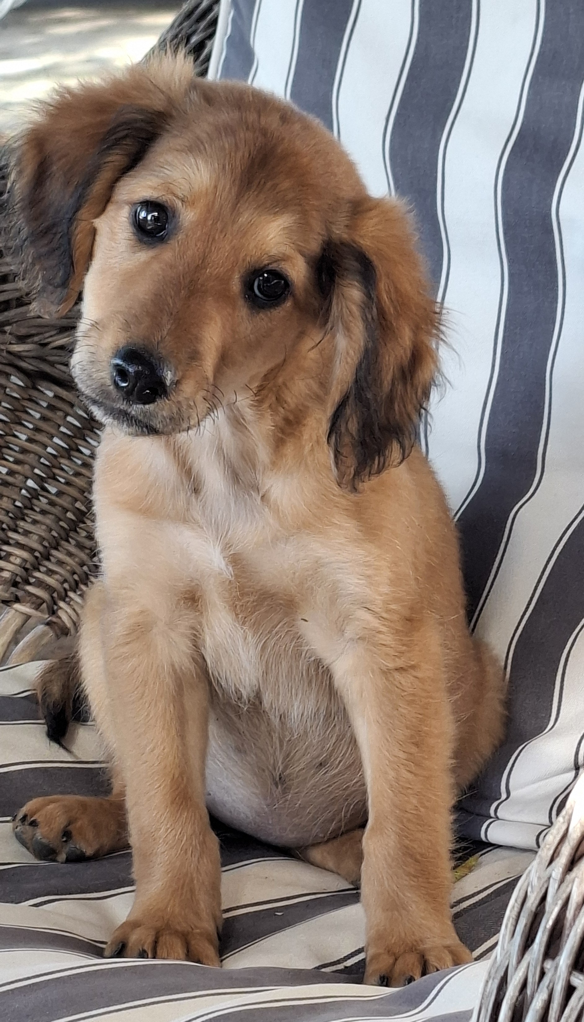 Sienna