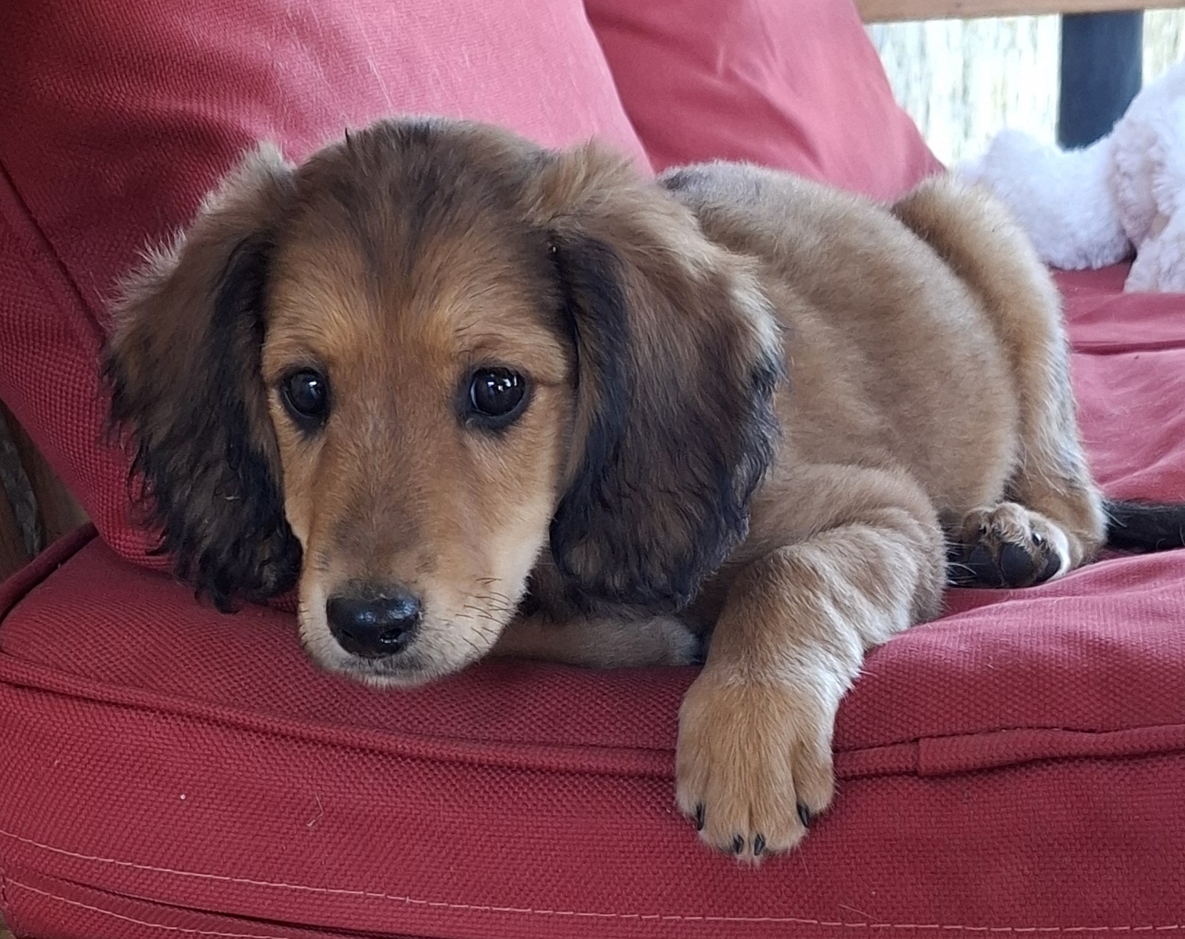 Hazel