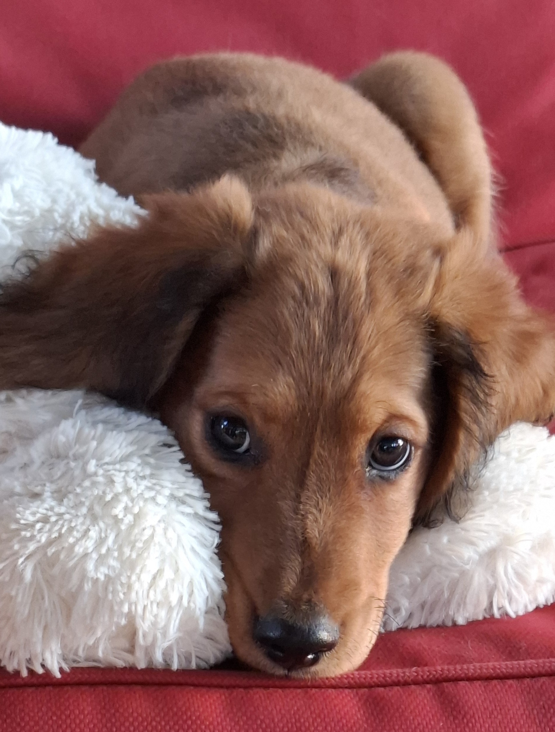 Buster