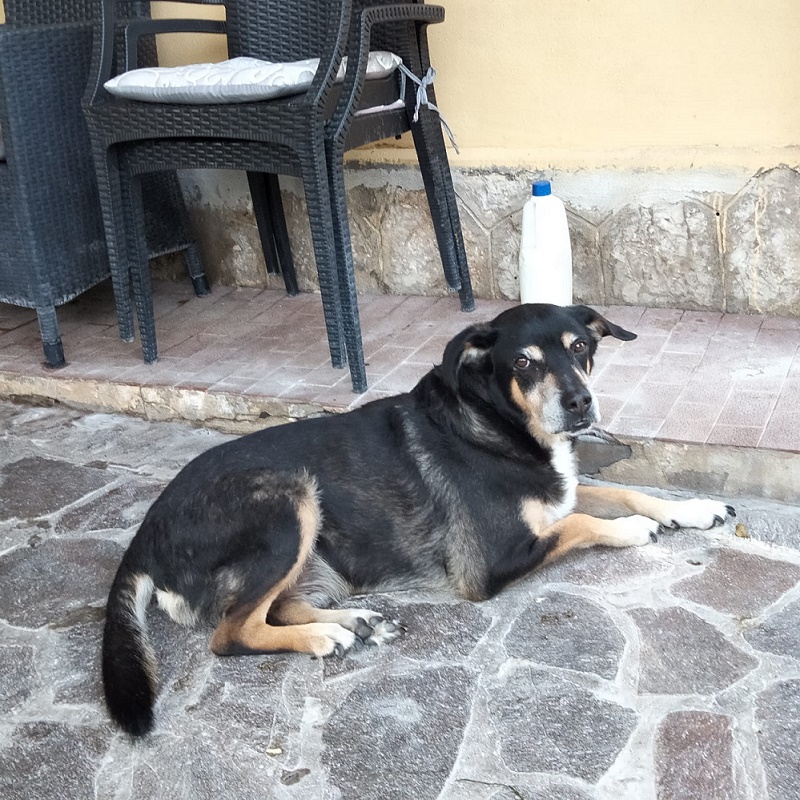 Billo