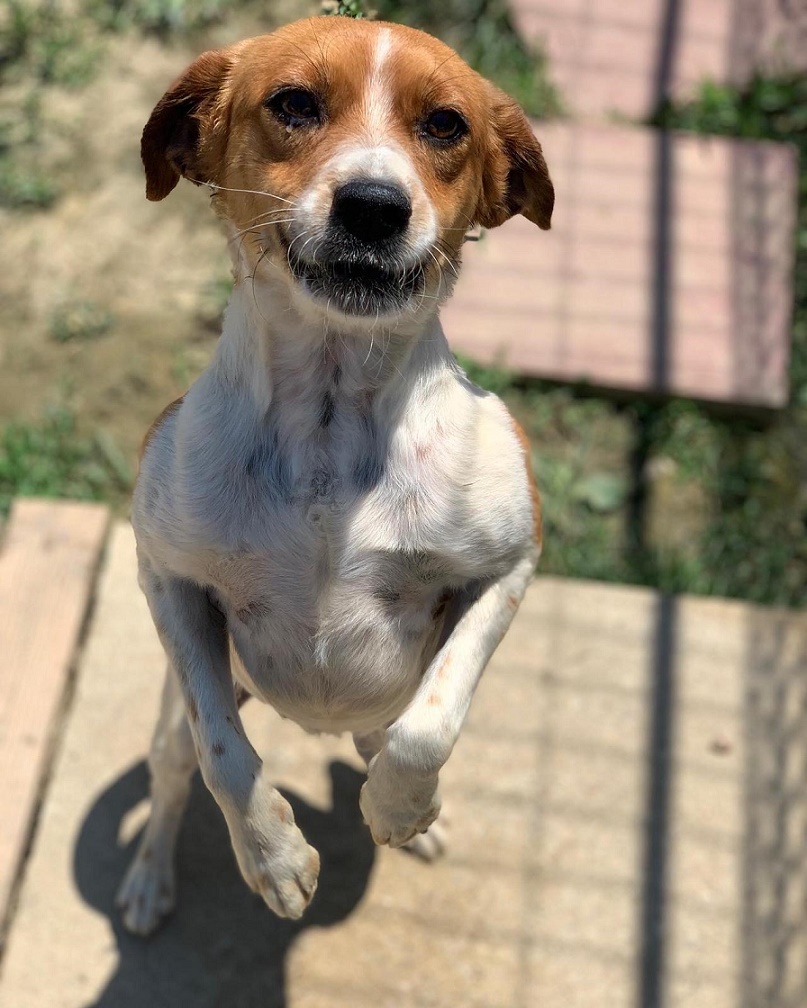 Goji