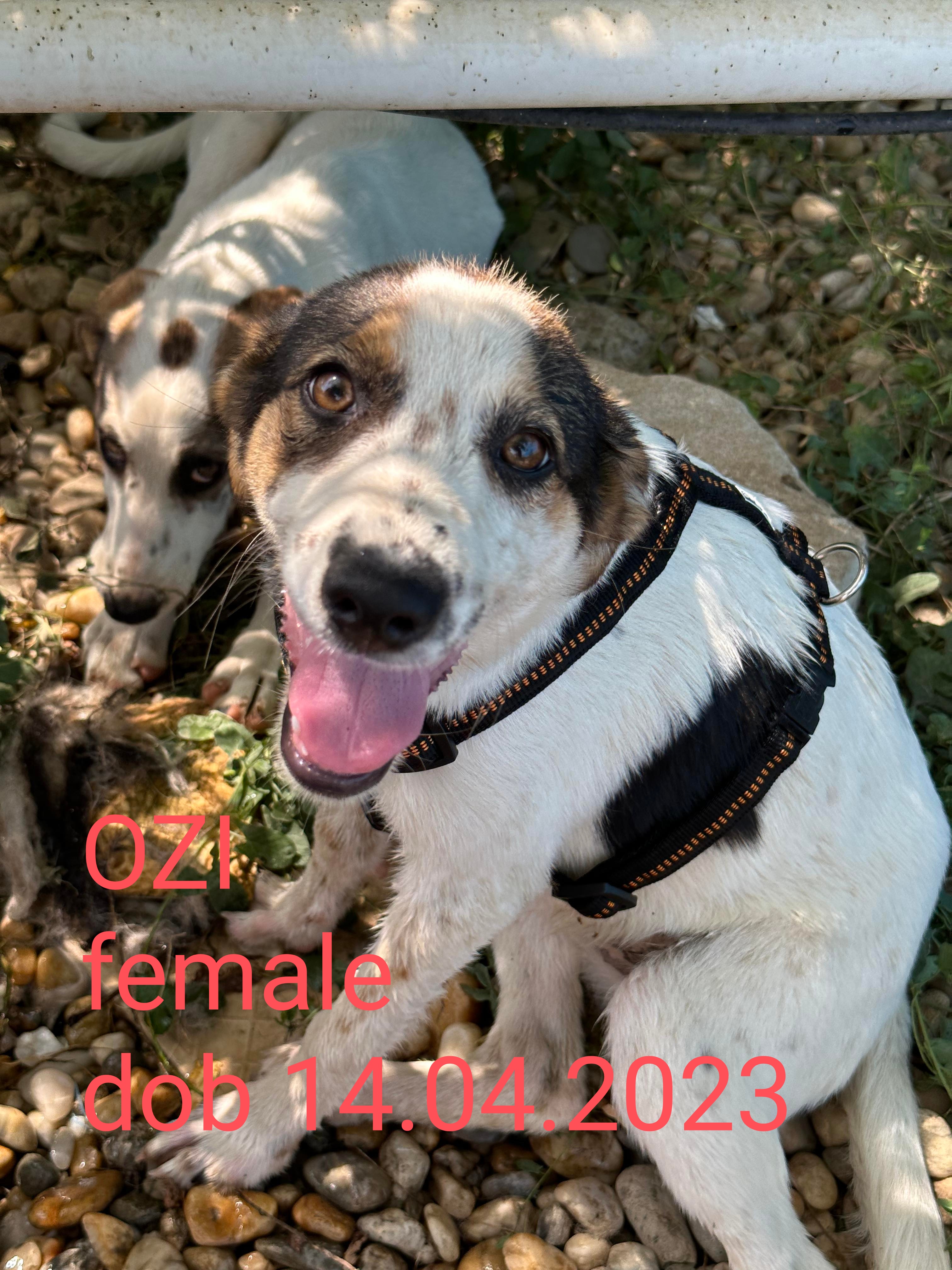 Ozi