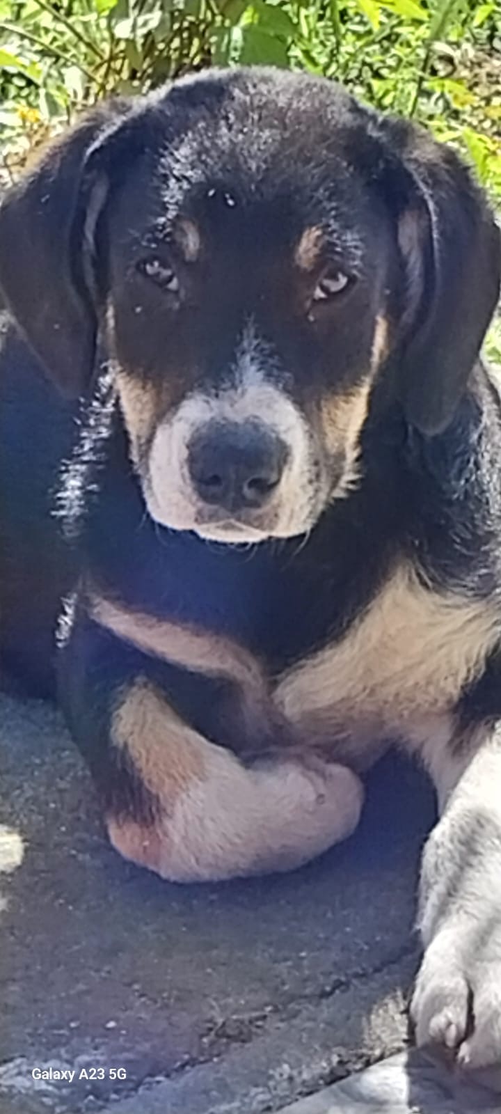 Kai