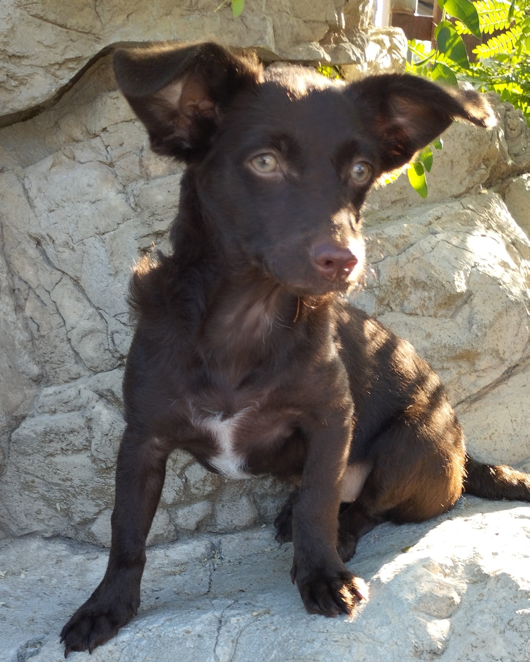 Milly