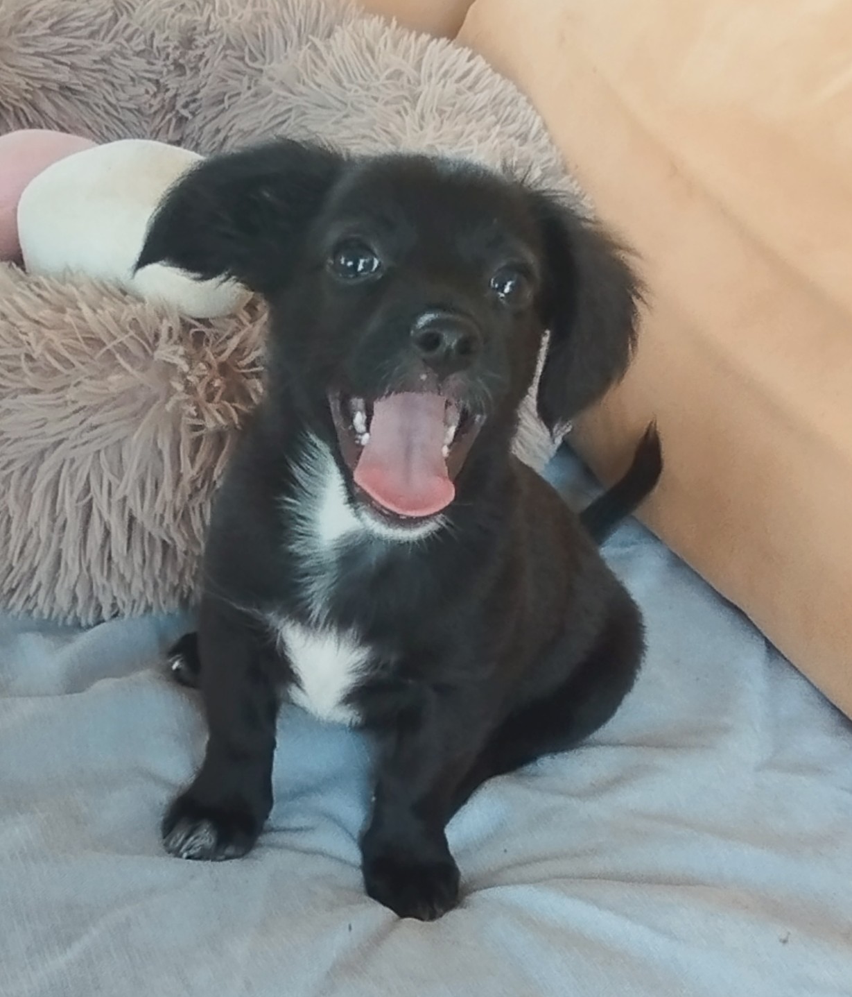 Maya