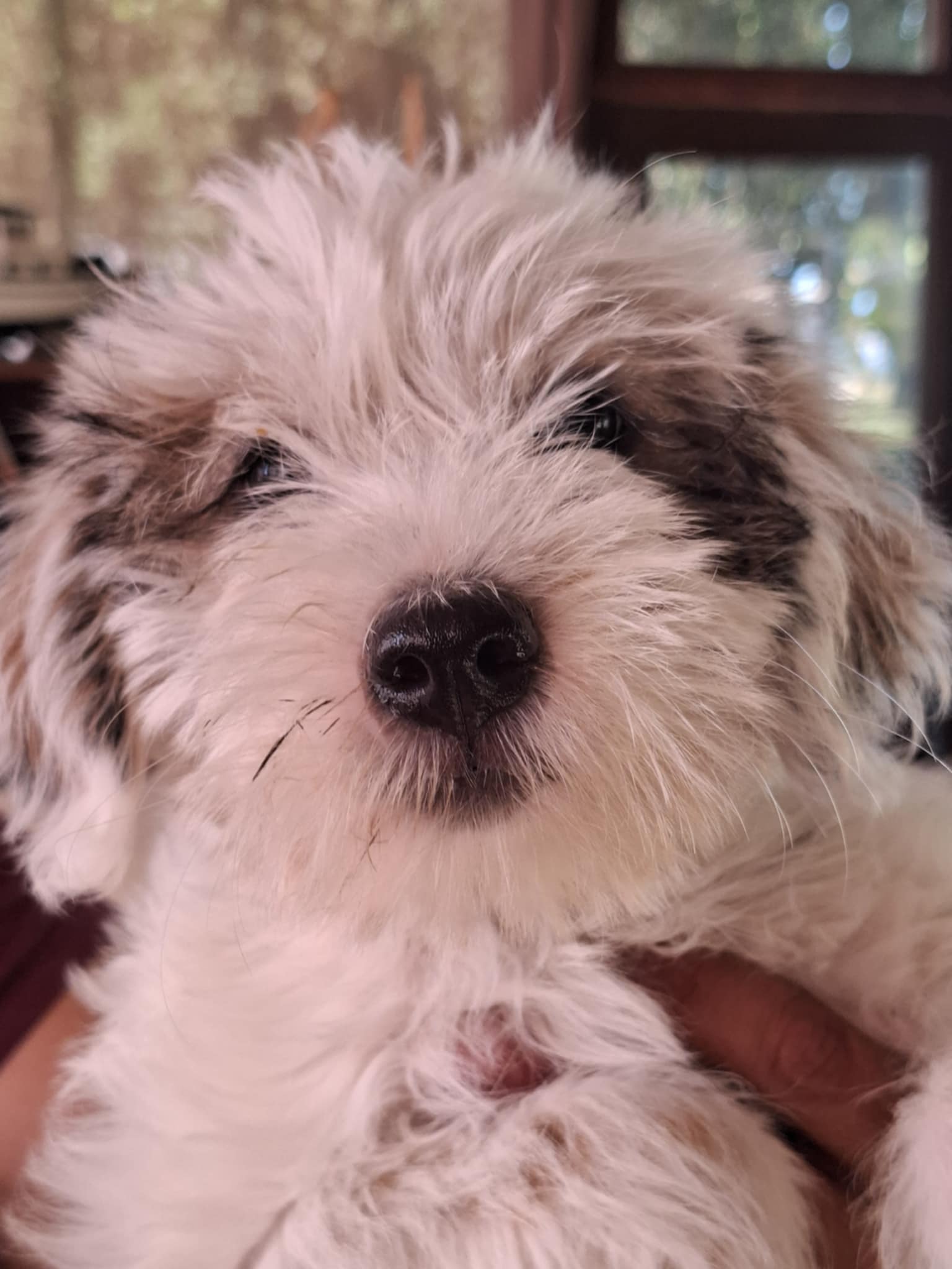 Perla