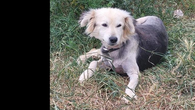 Financi&euml;le adoptie