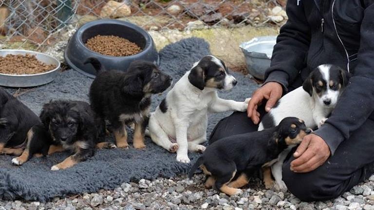 HELP zwerfhonden in de Corona crisis